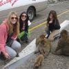 Monkeys in Gibraltar