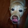 My dog, Boomer.